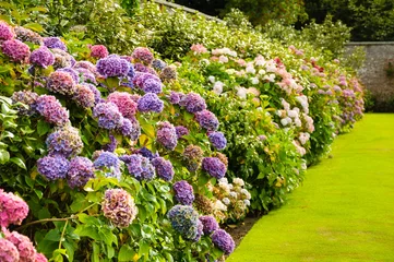 Crédence de cuisine en verre imprimé Hortensia Buissons d& 39 hortensias violets, roses, bleus et blancs dans un jardin en Irlande. Faible profondeur de champ.
