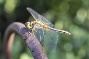 The having a rest dragonfly
