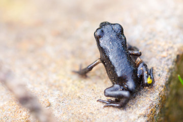 Closeup small black frog