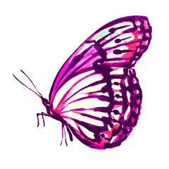 butterfly,watercolor, isolated on a white 