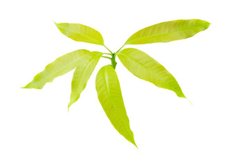 Green mango leaf isolated on white background