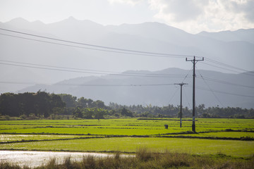 the rice fields of Vietnam green landscape