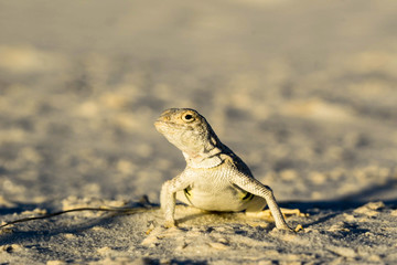 lizard