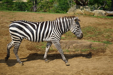 Fototapeta na wymiar Zebra walking on field