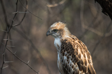 Crested Hawk Eagle