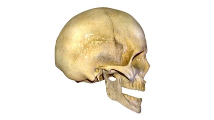 Skull anatomy 