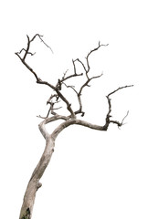 Dry tree on white background