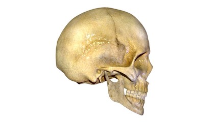 Skull anatomy 