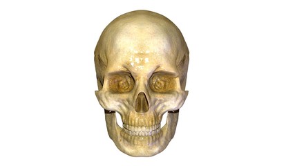 Skull anatomy 