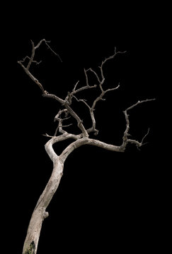 Dry tree on black background