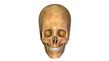 Fototapeta premium Human skull anatomy illustration