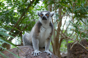 Katta (Lemur catta)