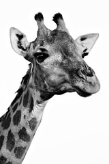 Gros plan de portrait de girafe monochrome. Girafe camelopardalis