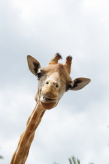 Lächelnde Giraffe (Giraffa)