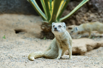 Fuchsmanguste (Cynictis penicillata) 
