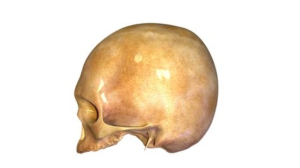 Human skull anatomy illustration