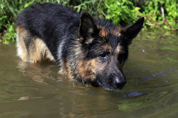 Dog german shepherd catches fish in water