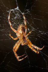 Garden spider, Cross  spider, Araneus diadematus