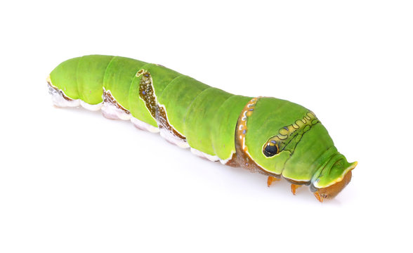 Catepillar of lime Butterfly ( papilio demoleus ) isolated on wh