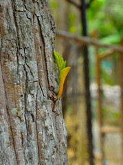 green sprout on the tree