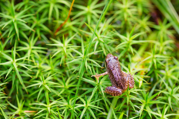 Small forest frog on grass