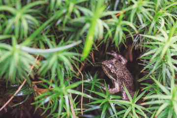 Small forest frog on grass