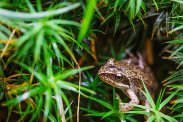 Small forest frog on grass