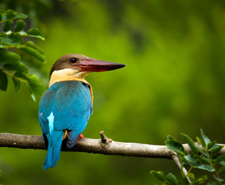 Stork Billed Kingfisher