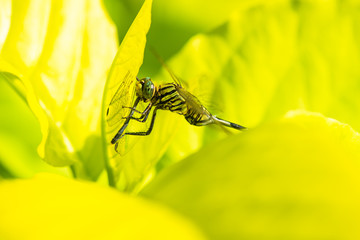 The tiger dragonfly eats another dragonfly