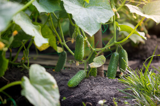 Closeup of beautiful ripe cucumbers growing in garden