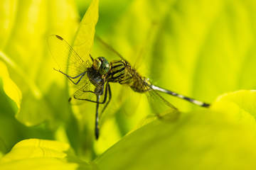 The tiger dragonfly eats another dragonfly