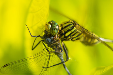 The tiger dragonfly eats another dragonfly