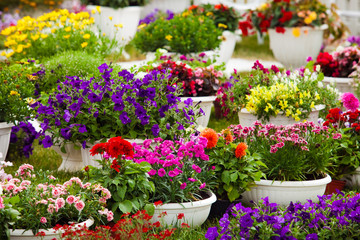 Fototapeta na wymiar Garden flowers of different colors in pots