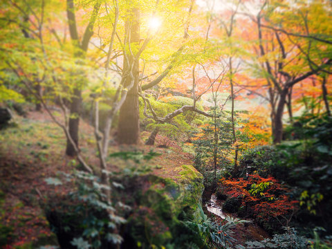 Abstract autumn forest blur background in Japan