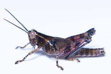 Brown grasshopper on the white background