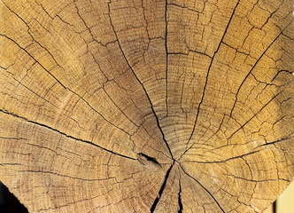 the texture of natural wood, radial cut