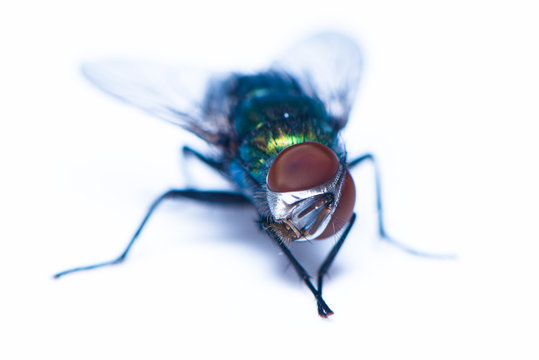A house fly on the white background