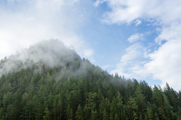 Fog and clouds over the taiga hill with pine trees