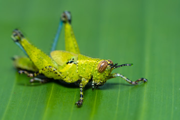 Grasshopper on the green banana leaf