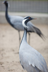 Closeup of grey heron in zoo