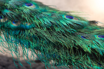 Closeup of colorful peacock tail at sunny day
