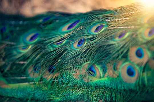 Fototapeta Closeup of beautiful blue and green peacock feathers at sunny da