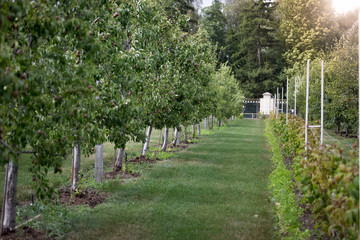 Beautiful apple garden at sunny day