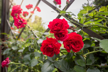 Closeup of three beautiful red roses growing on decorative fence