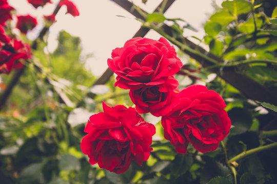 Toned image of beautiful red roses on fence at garden