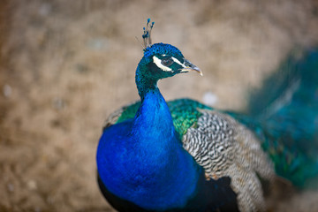 Fototapeta premium Closeup of colorful male peacock at zoo