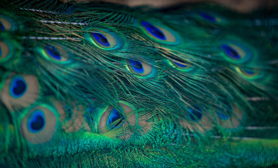 Fototapeta premium Beautiful green and blue peacock plumage