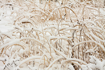 Grass under snow.