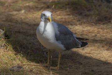 Seagull in Cies Islands (Pontevedra, Spain).
