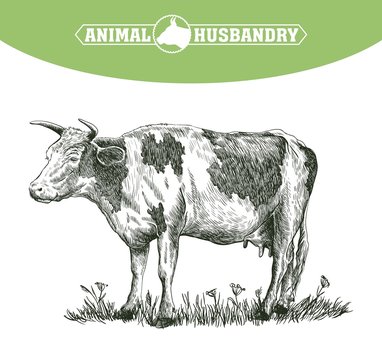 sketch of cow drawn by hand. livestock. cattle. animal grazing